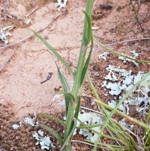 Wahlenbergia stricta subsp. stricta at Lyneham, ACT - 21 Oct 2020