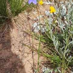 Wahlenbergia stricta subsp. stricta at Lyneham, ACT - 21 Oct 2020