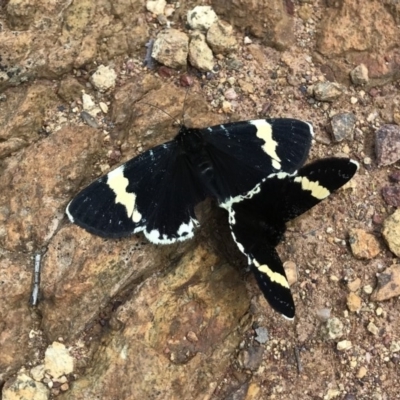 Eutrichopidia latinus (Yellow-banded Day-moth) at Mount Majura - 17 Oct 2020 by vardmi