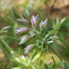 Rytidosperma carphoides (Short Wallaby Grass) at Lyneham, ACT - 21 Oct 2020 by trevorpreston