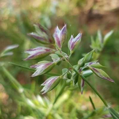 Rytidosperma carphoides (Short Wallaby Grass) at Lyneham, ACT - 21 Oct 2020 by tpreston