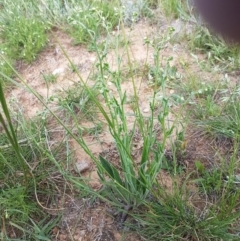 Hackelia suaveolens at Lyneham, ACT - 21 Oct 2020