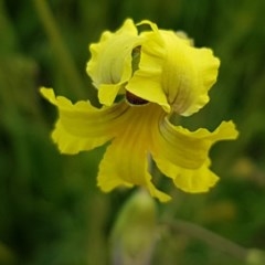 Goodenia paradoxa (Spur Goodenia) at Lyneham, ACT - 21 Oct 2020 by trevorpreston