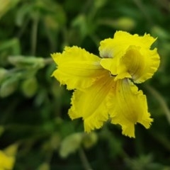 Goodenia paradoxa at Lyneham, ACT - 21 Oct 2020