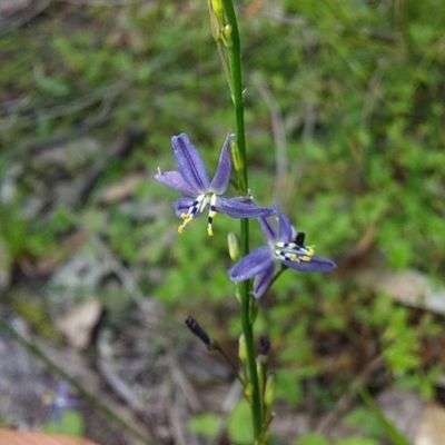 Caesia parviflora var. vittata (Pale Grass-lily) at Bawley Point, NSW - 21 Oct 2020 by GLemann