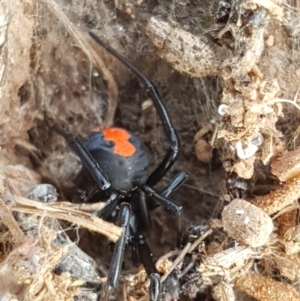 Latrodectus hasselti at Lyneham, ACT - 21 Oct 2020