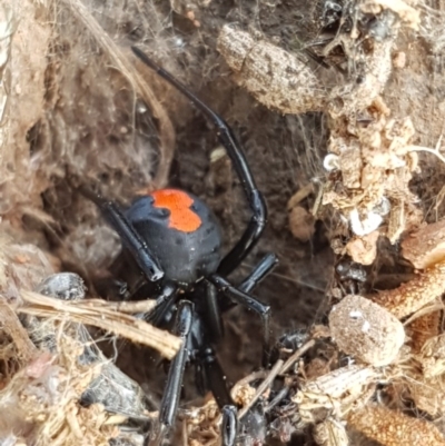 Latrodectus hasselti (Redback Spider) at Lyneham, ACT - 21 Oct 2020 by trevorpreston