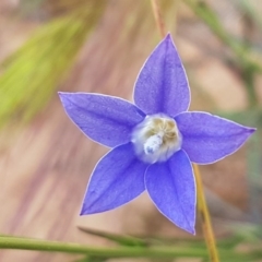 Wahlenbergia luteola (Yellowish Bluebell) at Lyneham, ACT - 21 Oct 2020 by trevorpreston