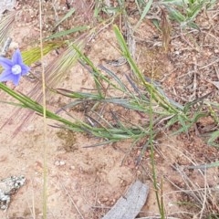 Wahlenbergia luteola at Lyneham, ACT - 21 Oct 2020