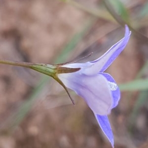 Wahlenbergia luteola at Lyneham, ACT - 21 Oct 2020