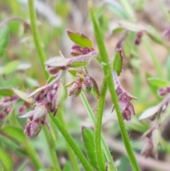 Gonocarpus tetragynus (Common Raspwort) at Lyneham, ACT - 21 Oct 2020 by tpreston