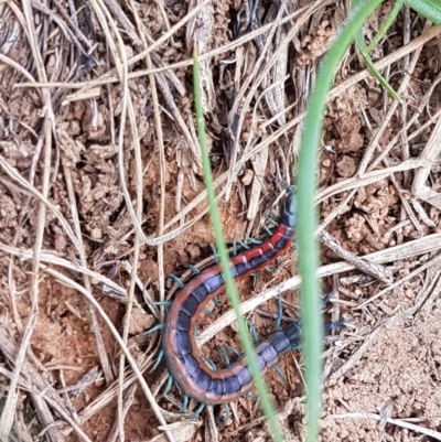 Scolopendra laeta (Giant Centipede) at Lyneham, ACT - 21 Oct 2020 by tpreston