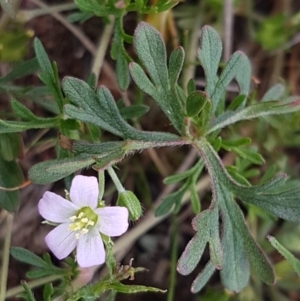 Geranium solanderi var. solanderi at Lyneham, ACT - 21 Oct 2020