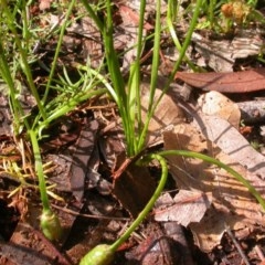 Romulea rosea var. australis (Onion Grass) at Hackett, ACT - 16 Oct 2020 by waltraud