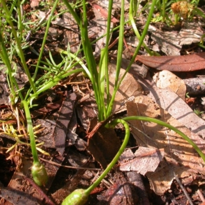 Romulea rosea var. australis (Onion Grass) at Hackett, ACT - 16 Oct 2020 by waltraud
