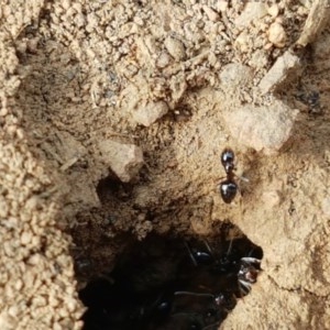 Formicidae (family) at Lyneham, ACT - 21 Oct 2020