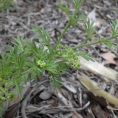 Lepidium didymum (Lesser Swinecress) at Campbell, ACT - 21 Oct 2020 by SilkeSma