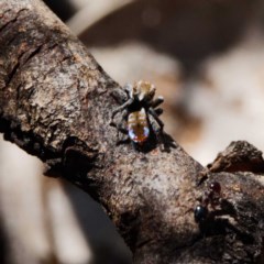 Maratus calcitrans (Kicking peacock spider) at Jacka, ACT - 21 Oct 2020 by DPRees125