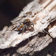 Maratus calcitrans at Jacka, ACT - 21 Oct 2020