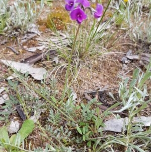 Swainsona sericea at Hume, ACT - 20 Oct 2020