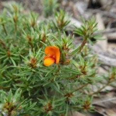 Pultenaea subspicata (Low Bush-pea) at Rugosa - 21 Oct 2020 by SenexRugosus