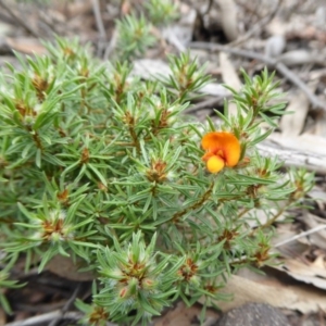 Pultenaea subspicata at Yass River, NSW - 21 Oct 2020 01:50 PM