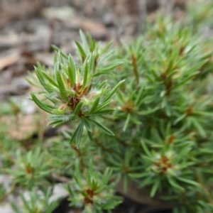 Pultenaea subspicata at Yass River, NSW - 21 Oct 2020 01:50 PM