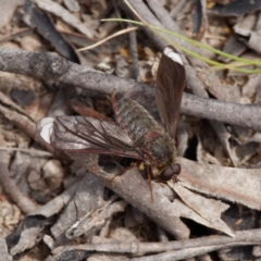 Comptosia stria (A bee fly) at Mulligans Flat - 21 Oct 2020 by DPRees125