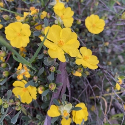 Hibbertia obtusifolia (Grey Guinea-flower) at Hughes, ACT - 20 Oct 2020 by KL