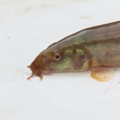 Misgurnus anguillicaudatus (Oriental Weatherloach) at Fyshwick, ACT - 21 Oct 2020 by roymcd