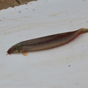 Misgurnus anguillicaudatus at Fyshwick, ACT - 21 Oct 2020