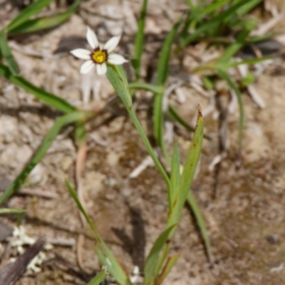 Sisyrinchium rosulatum (Scourweed) at Forde, ACT - 21 Oct 2020 by DPRees125