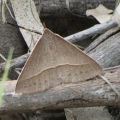 Epidesmia chilonaria (Golden-winged Epidesmia) at Black Range, NSW - 21 Oct 2020 by Steph H