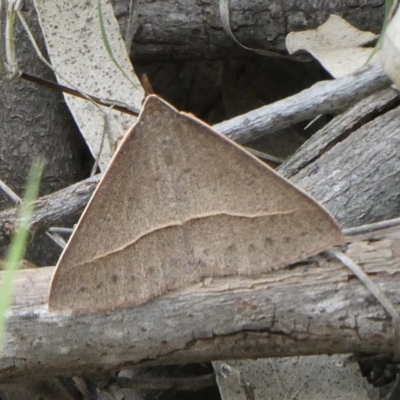 Epidesmia chilonaria (Golden-winged Epidesmia) at Black Range, NSW - 21 Oct 2020 by Steph H