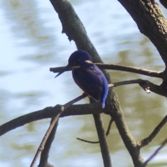 Ceyx azureus (Azure Kingfisher) at Bega, NSW - 20 Oct 2020 by MatthewHiggins