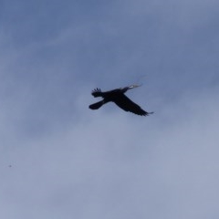 Anhinga novaehollandiae (Australasian Darter) at Bega, NSW - 21 Oct 2020 by MatthewHiggins