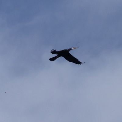 Anhinga novaehollandiae (Australasian Darter) at Bega, NSW - 20 Oct 2020 by MatthewHiggins