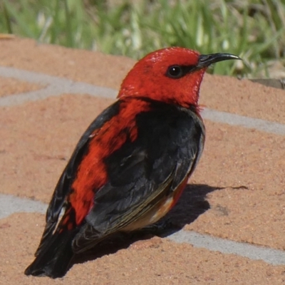 Myzomela sanguinolenta (Scarlet Honeyeater) at Bega, NSW - 21 Oct 2020 by Steph H