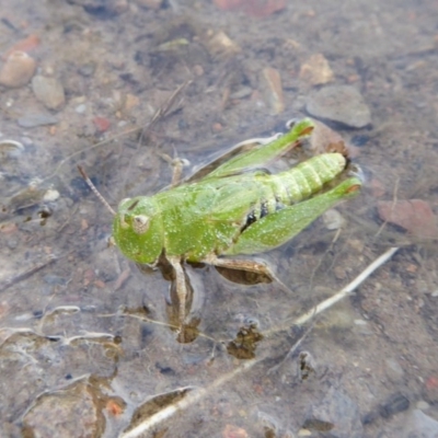 Perala viridis (Spring buzzer) at Yass River, NSW - 21 Oct 2020 by SenexRugosus