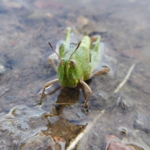 Perala viridis at Yass River, NSW - 21 Oct 2020