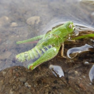 Perala viridis at Yass River, NSW - 21 Oct 2020