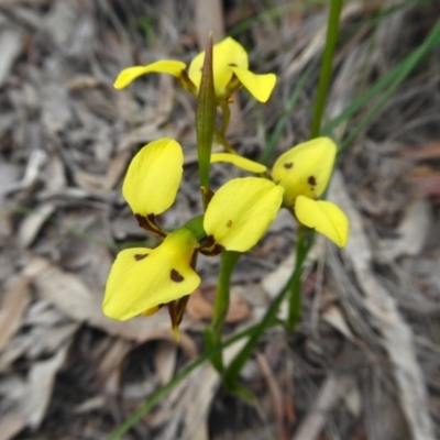 Diuris sulphurea (Tiger Orchid) at Rugosa - 21 Oct 2020 by SenexRugosus