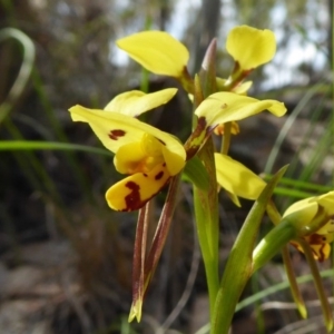 Diuris sulphurea at Yass River, NSW - 21 Oct 2020