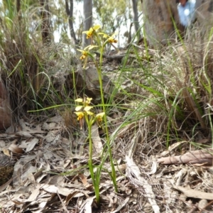 Diuris sulphurea at Yass River, NSW - 21 Oct 2020