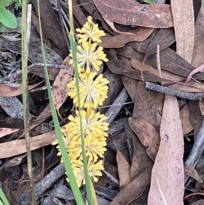 Lomandra multiflora (Many-flowered Matrush) at Burra, NSW - 20 Oct 2020 by Safarigirl