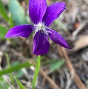 Viola betonicifolia at Burra, NSW - 20 Oct 2020