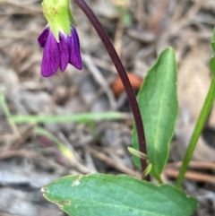 Viola betonicifolia at Burra, NSW - 20 Oct 2020