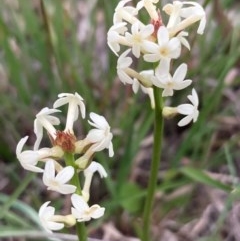 Stackhousia monogyna (Creamy Candles) at Burra, NSW - 20 Oct 2020 by Safarigirl