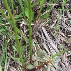 Stackhousia monogyna at Burra, NSW - 20 Oct 2020