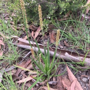 Plantago gaudichaudii at Burra, NSW - 20 Oct 2020